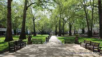 Saudi national in his 40s is stabbed on Mayfair's Berkeley Square as man, 58, is arrested over 'attempted robbery'