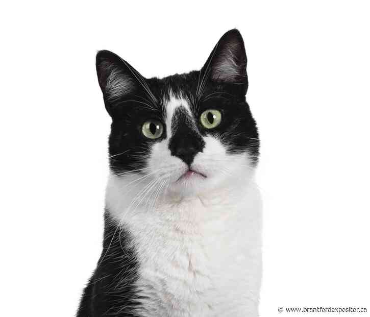 Cats re-homed but odour lingers in Brantford apartment building, resident says