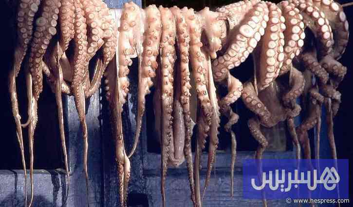 توضيح رسمي بشأن صيد الأخطبوط