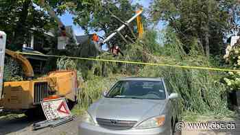 Navigating cleanup and damage after Ontario's storm? Here's what you should know about insurance