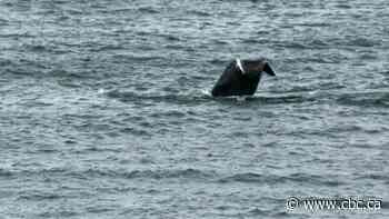 ‘Unlike anything we’d ever seen’: Couple spots North Atlantic right whale off Blackhead Cove, N.L.