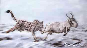 Bones found in Yukon ID'd as ice-age cheetah