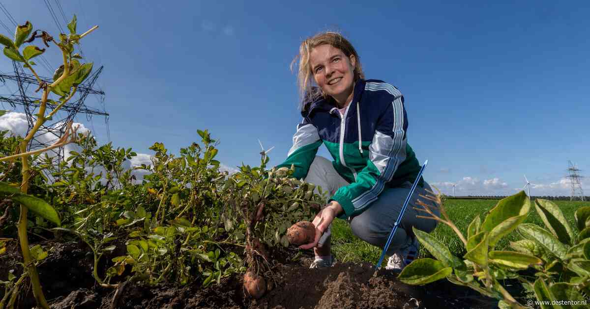 Onderzoeker Ania woelt in de grond en haalt aardappelen boven die de landbouw kunnen omgooien