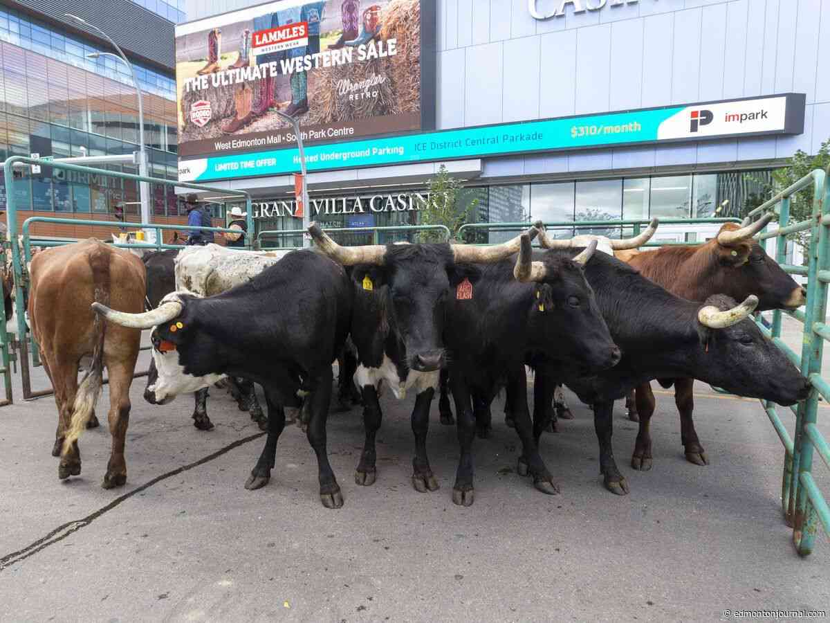 Freestyle bullfighting, team bull riding, headed to Edmonton's Canadian Country Expo in October