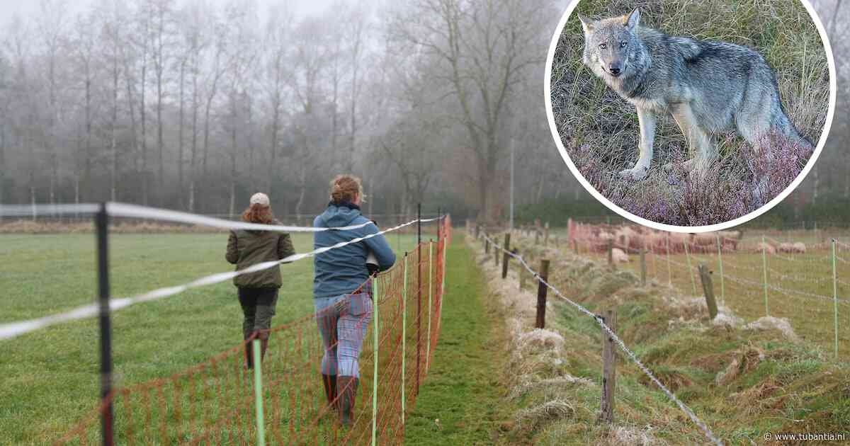 Wolfwerende rasters kostten Overijssel bijna negen ton in drie jaar, maar lijken wel effectief