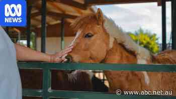 How to keep your kids safe at petting zoos