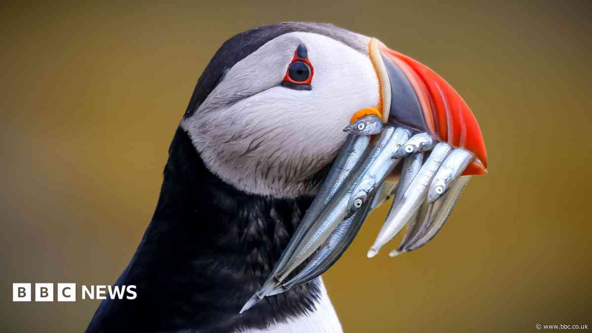 Isle of May puffin numbers plummet after extreme weather
