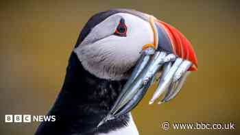 Isle of May puffin numbers plummet after extreme weather