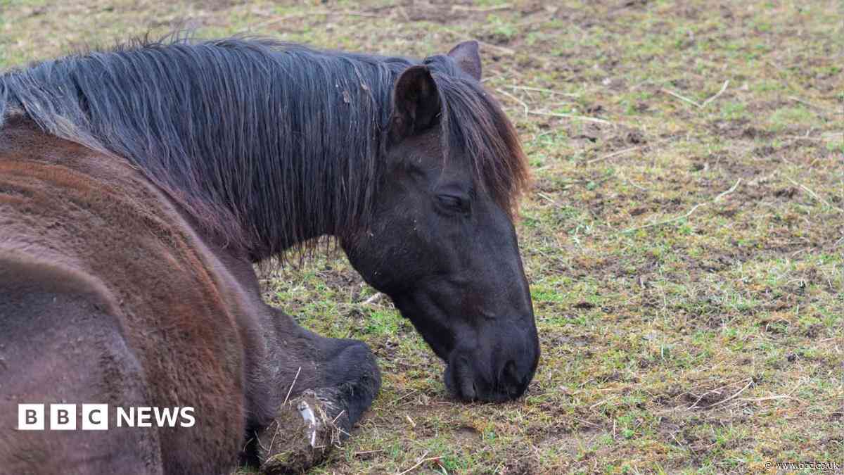 Deadly horse disease outbreak confirmed in Galloway