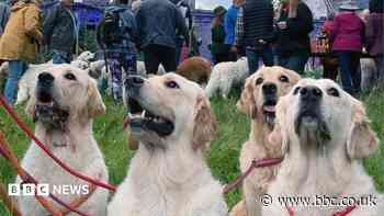 Golden retrievers to gather at the breed's ancestral Highland home