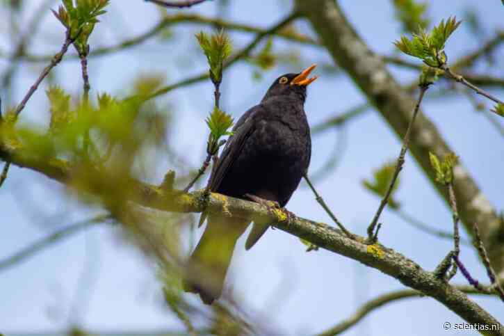 Dit is waarom we sommige vogelgeluiden zo mooi vinden en andere juist verschrikkelijk