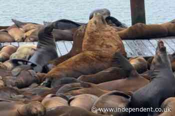 Chonkers has competition! A fat sea lion buddy shows up at San Francisco’s Pier 39