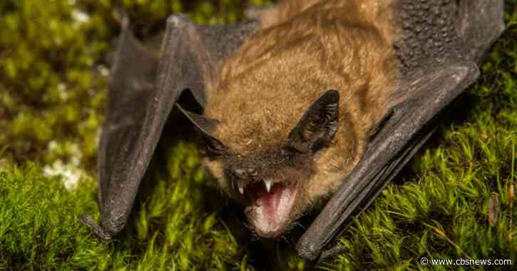 Dead bat found inside Snellville home tests positive for rabies