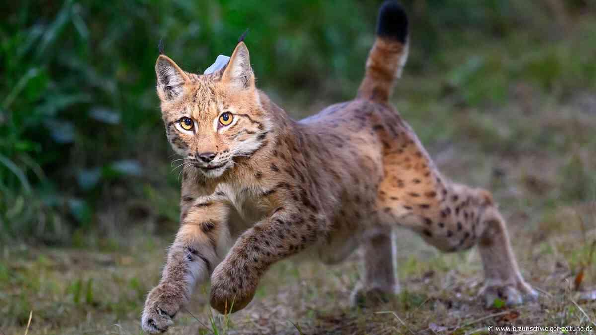 Drei Jungluchse im Nationalpark Harz sind tot
