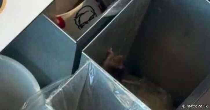 KFC branch evacuated after rat spotted jumping around in bin