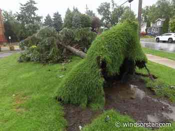 Windsor cleans up after suspected tornado leaves trail of destruction