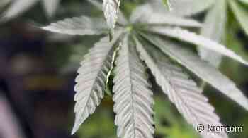 OBN seizes over a thousand pounds of marijuana in Tulsa