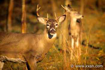 Texas Parks & Wildlife asks hunters to check game for screwworm signs