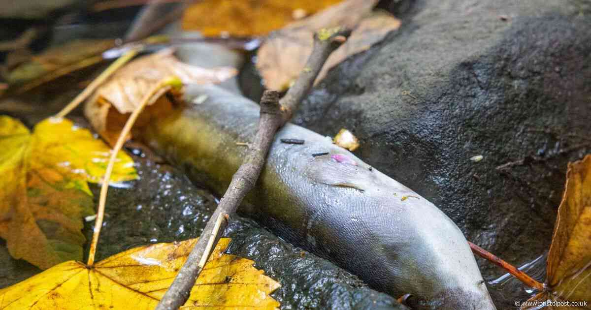 Fish, eels and a bird die after brook suffers 'foam' incident