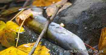 Fish, eels and a bird die after brook suffers 'foam' incident