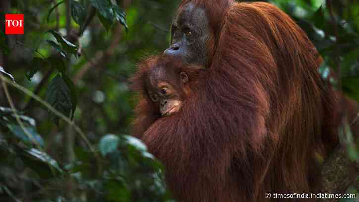 Gold miners breached 14 hectares of Indonesia's orangutan refuge in three years; conservationists want government to intervene