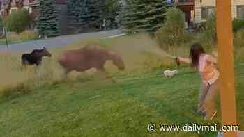 Wild video shows brave Montana woman use bear spray to protect dogs from massive moose in yard