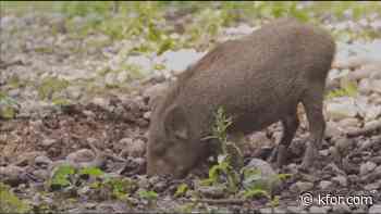 Fatal Stephens County crash caused by wild pigs