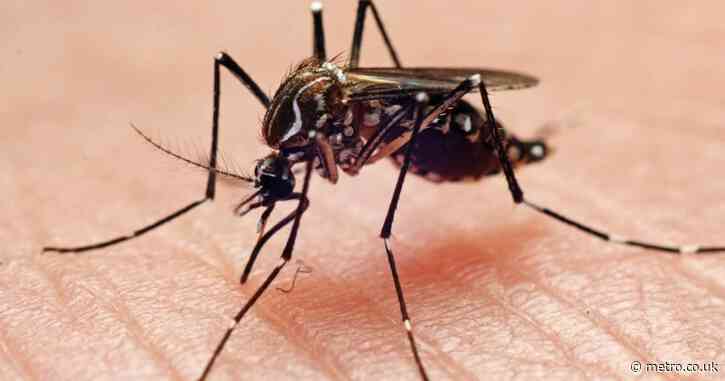 Warning issued as mosquitoes carrying Zika virus found breeding in London