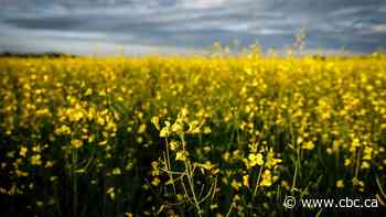 Canadian canola has seen some tough years. This could be one of its best