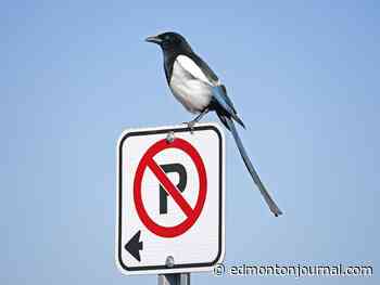 City increasing parking fines but some say changes don't go far enough