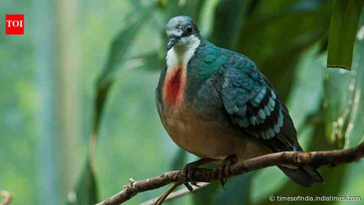 A pigeon with a ‘bleeding heart’ has returned after 20 years in Philippines, but its comeback may not be good news