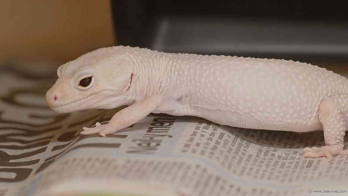 The hidden cost of the 'perfect pet': Reptiles with unique markings are suffering from dizziness, sensitive skin and prolapse as a result of extreme selective breeding