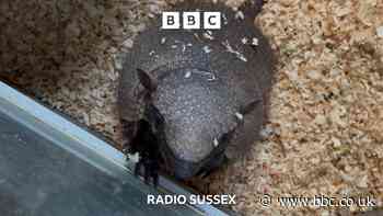 Armadillo on the loose in Sussex