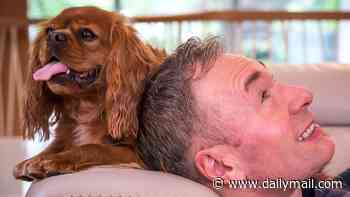 Stan, the spaniel who taught me to be happy again: TONY PARSONS lived in a big house in Hampstead but his career was on the skids. Here, he reveals how a dog he never wanted helped turn his life around