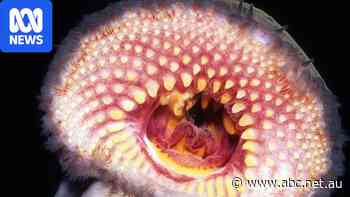 Blood-sucking, eel-like fish another possible casualty of algal bloom
