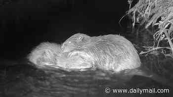 Two beavers released into the wild on Exmoor appear to have coupled up and may start their own family
