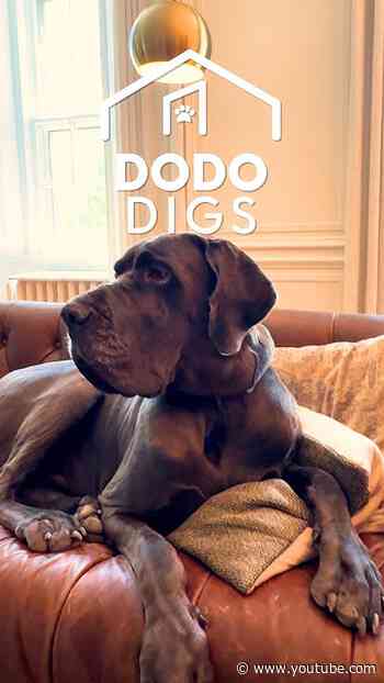 Great Dane Destroys Every Toy… Except One | The Dodo