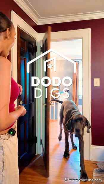 Great Dane Uses His Size To Open Doors And Drink From The Faucet | The Dodo