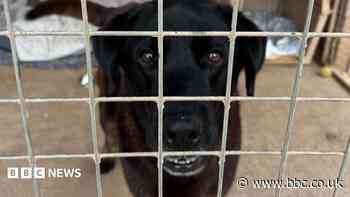 Dogs not 'social media ready' struggling at shelters