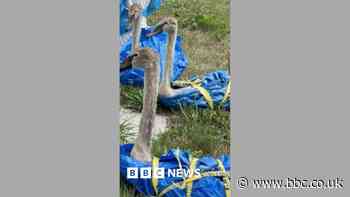Wildlife charity rescues multiple swans from road
