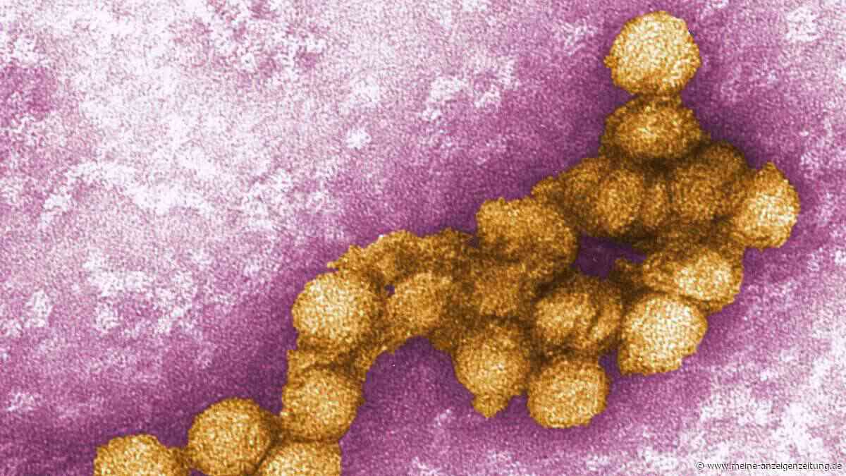 Mehr als 1.000 Fälle von West-Nil-Virus in Europa