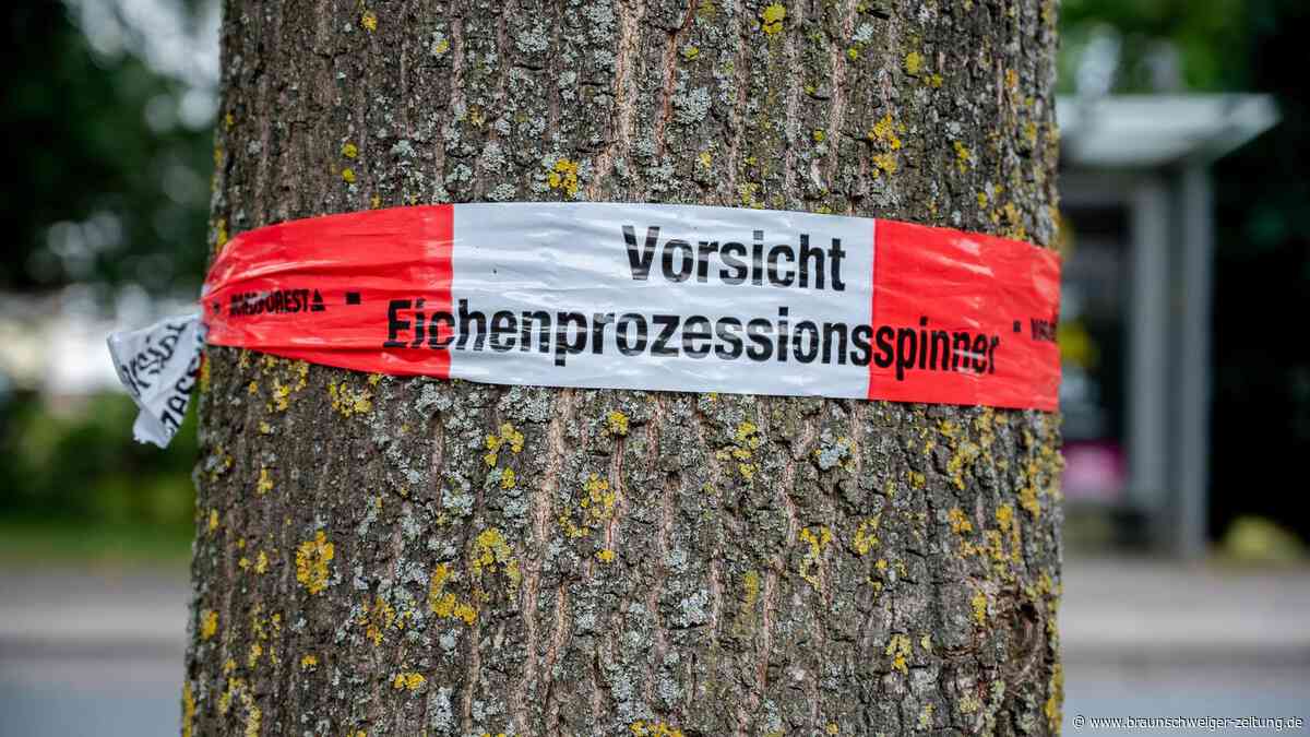 Eichenprozessionsspinner – Befall in Wolfsburg so stark wie noch nie zuvor