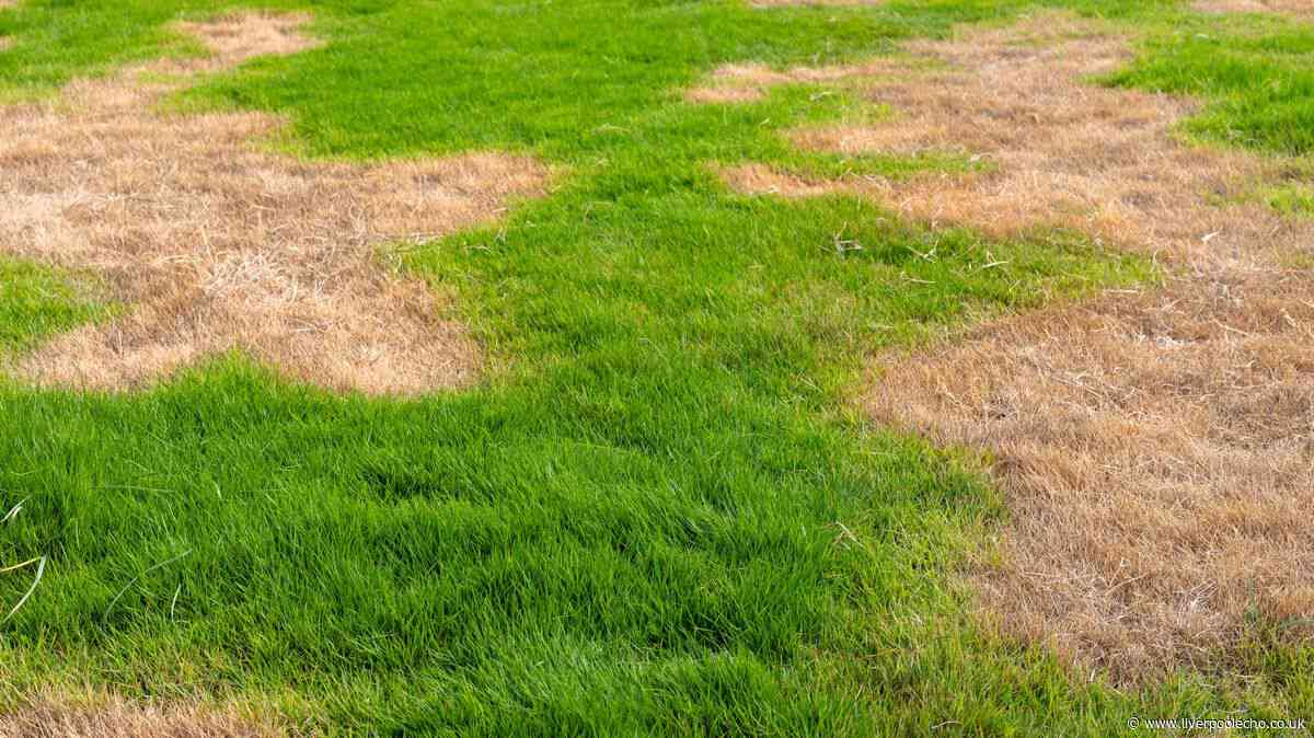 Alan Titchmarsh's simple autumn lawn care tips to fix brown and patchy grass