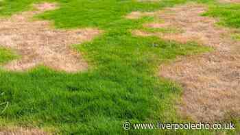 Alan Titchmarsh's simple autumn lawn care tips to fix brown and patchy grass