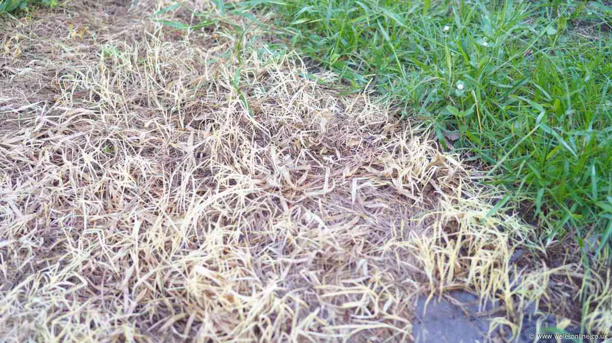 Fix brown and patchy lawns with Alan Titchmarsh's crucial autumn advice