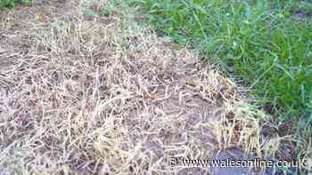 Fix brown and patchy lawns with Alan Titchmarsh's crucial autumn advice