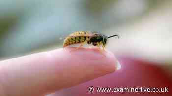 Nurse says 'don't ignore' key symptoms if you're ever stung by a wasp or bee