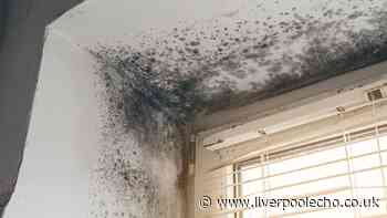 Professional cleaner urges people to act now or risk mould growing in homes