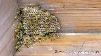 Wasps 'more aggressive' during September as pest expert explains 'biggest mistake'