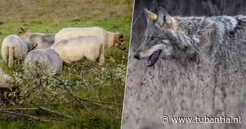 Lokkooi met levende schapen om wolf te vangen, Faunabescherming eist ingrijpen